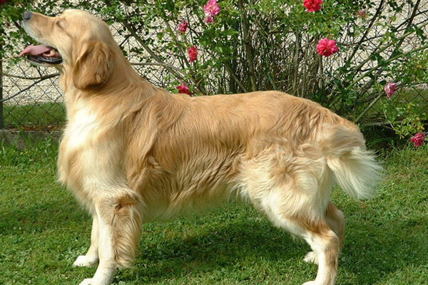 dressage chien en Aquitaine (33)
