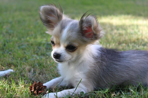 chihuahuas à poil long en Dordogne (24)