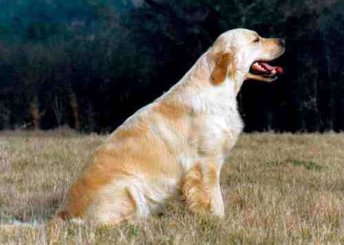 éleveur de chiens à Prigonrieux 