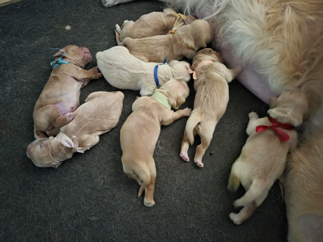 chiots_de_patty_et_syvio_d.webp