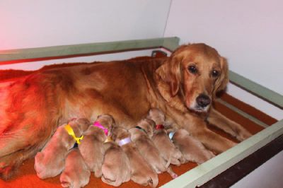 Naissance des chiots de VALMY et CLOWN le 28-12-2011