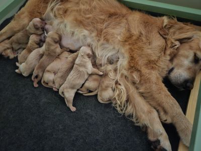 20240603_114658_chiots_de_kim.jpg