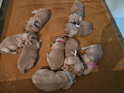 20240620_150340_chiots_de_kim.jpg