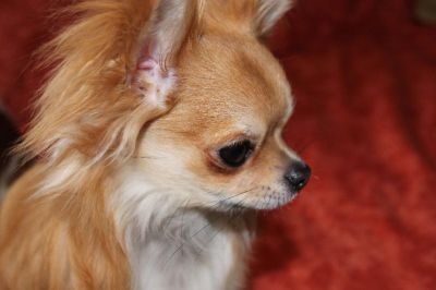 chihuahuasmars2014024.jpg