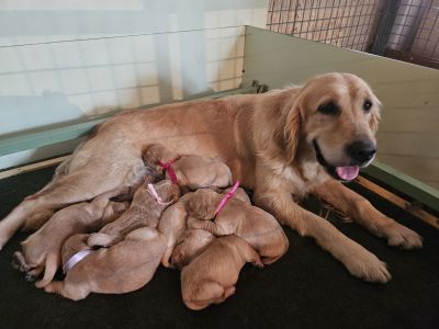 chiot_de_romane_3.jpg
