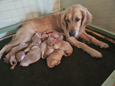 chiot_de_romane_4.jpg