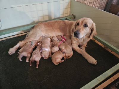 chiot_de_romane_5.jpg