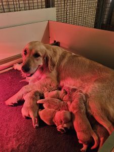 chiot_de_romane_6.jpg