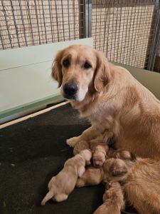 chiot_de_romane_7.jpg