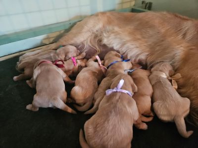 Naissance des chiots de Romane et Sylvio le 23/11/2024