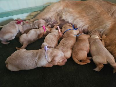 chiots_de_romane_2.jpg