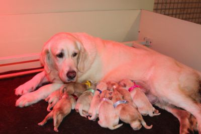 Naissance des chiots de BOUNTY et CRACKLYN le 6-11-2013