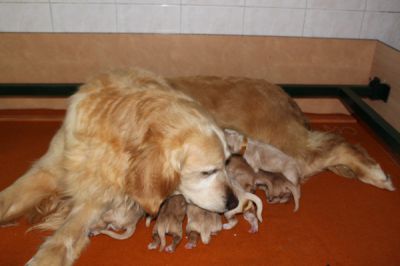 Naissance des chiots d'ALISON et CRACKLYN le 31 mai 2012 