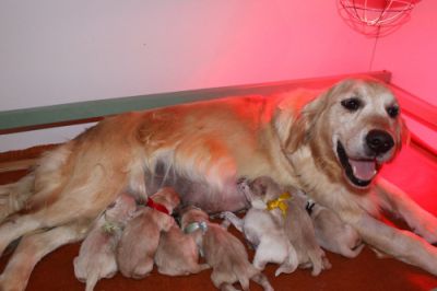 Naissance des chiots d'ALISON et SKIPPER le 01-11-2010