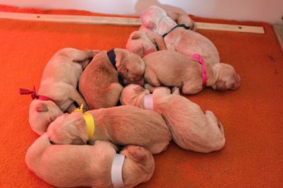 naissances des chiots de Bambou et Buddy le 27-05-2012