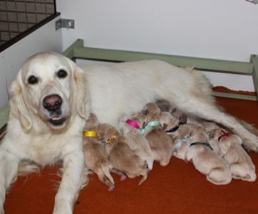 Naissance des chiots de BOUNTY le 23-10-2011