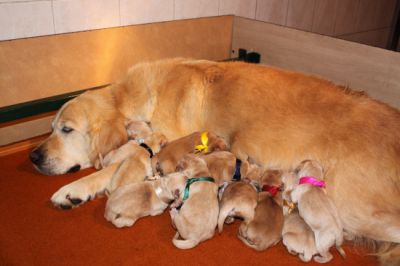 Naissance des chiots de Caline et Buddy le 30 Septembre 2012