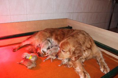 Naissance des chiots de DUSTY et BUDDY