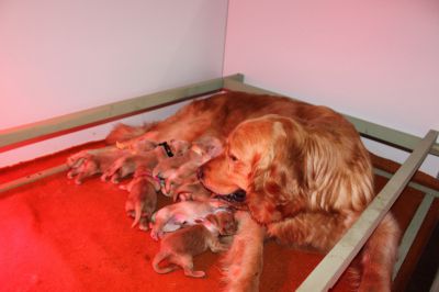 Naissance des chiots de DUSTY et CRACKLYN le 01-05-2011