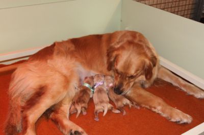 Naissance des chiots de FANFAN et BUDDY le 19-06-2013