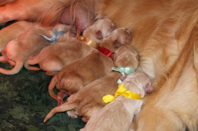 Naissance des chiots de FANNY et CRACKLYN LE 28-07-2013