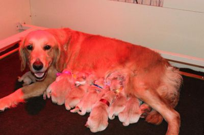 Naissance des chiots de FLORA et BUDDY le 18-02-2014