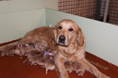 Naissance des chiots de Flora et Buddy le 20 -01-16