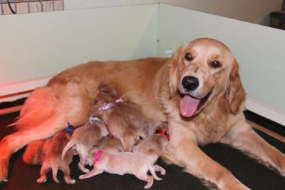 Naissance des chiots de GEOLAN et BUDDY le 25-02-2014