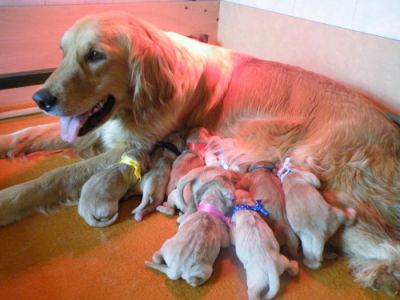 Naissance des chiots de SANDY et BUDDY le 14-04-10