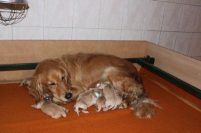 Naissance des chiots de Sandy et Marlon le 22-08-2014