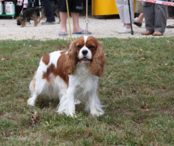 Exposition de SORGES le 4 Septembre 2011