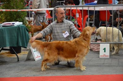 Echographie positive pour DUSTY 