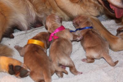 Naissance des chiots de GEOLAN et SUN le 20-08-2019