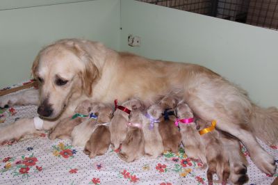 Naissance des chiots de LOVE et LOOKI le 25 Août 2019