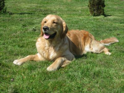 Echographie positive pour DUSTY