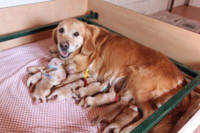 Chiots d'HANA et SUN nes le 16-10-17