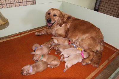 les chiots de Juliette et BIBI sont nés le 20 Mai 2021