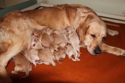 Naissance des chiots d'Isee et Guerschwin