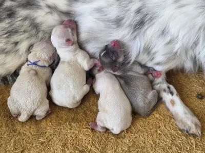 Les chiots de Thémis & Viggo