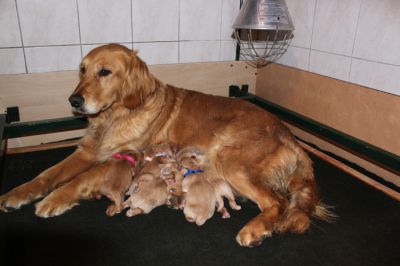 Naissance des chiots de SANDY et BUDDY le 19 Avrill 2013