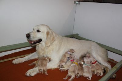 Naissance des chiots de Bounty et Buddy le 06-10-12