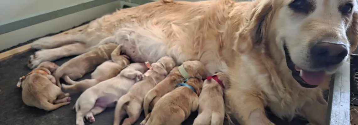 Naissance des chiots de PATTY et SYLVIO le 30 Juillet 2026