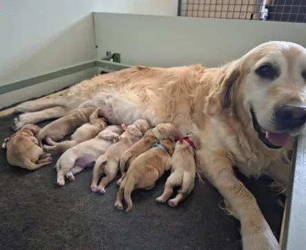 Naissance des chiots de PATTY et SYLVIO le 30 Juillet 2026